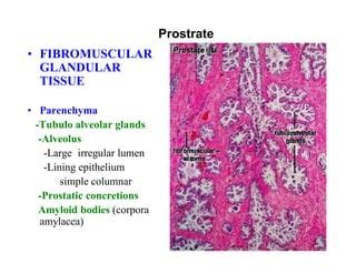 Male Reproductive system histology | PPT