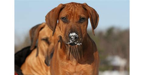 Ridgeback Puppies For Sale South Africa : The Rhodesian Ridgeback 10 Facts About These South ...