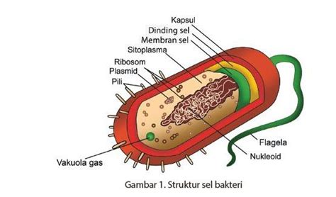 Gambarkan struktur sel bakteri lengkap dengan keterangan bagian-bagiannya. - Primalangga