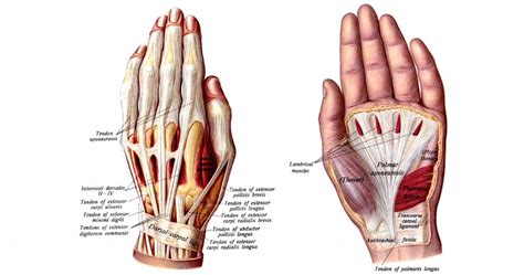 Hand Anatomy - Karen's Whimsy