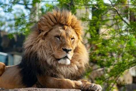 Kraków Zoo, Krakow - Book Tickets & Tours | GetYourGuide