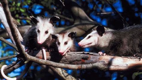 Fauna Feature: Virginia Opossum - Blog - Pottawattamie Conservation