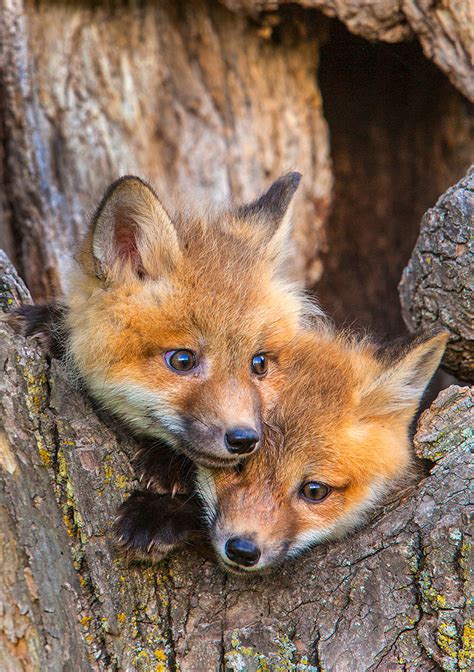 Adorable fox kits - Jim Zuckerman photography & photo tours