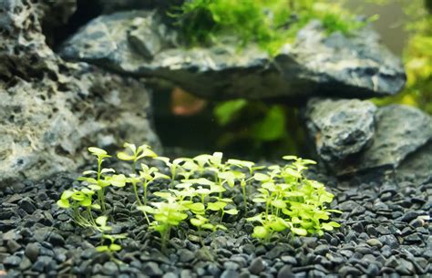 Monte Carlo Aquarium Plant Care Guide