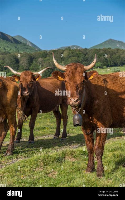 France, Puy de Dome, Chastreix, Remi Fargeix and his Salers cows, Parc ...