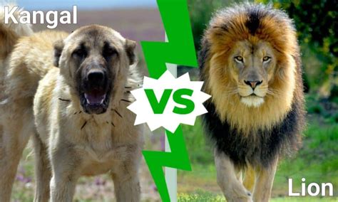 Kangal vs Lion: Who Would Win in a Fight? - A-Z Animals