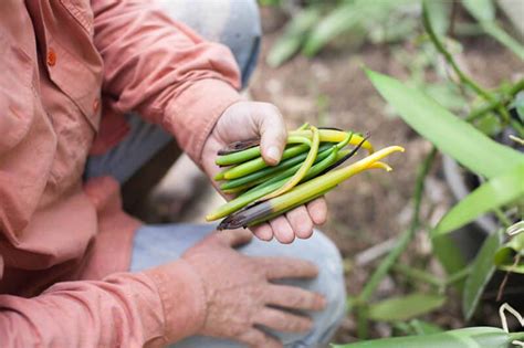 Growing Vanilla: How to Plant, Grow, and Harvest Vanilla Beans Successfully