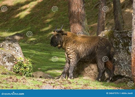 Takin, Thimphu, Bhutan stock photo. Image of himalaya - 34647376