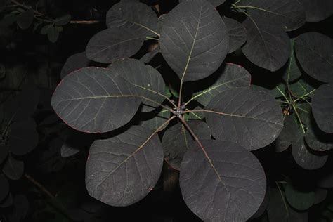 Purple Smoke Tree Leaves Pyrography by Robert Morin - Fine Art America