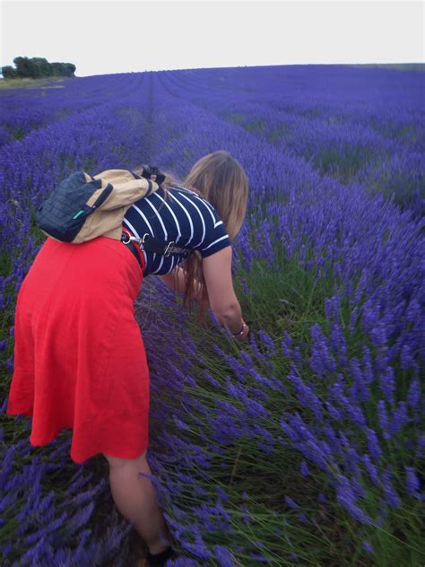 Hitchin Lavender fields | Lavender fields, Hitchin, Lavender