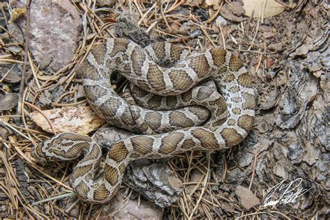 Great Plains Rat Snake | Pantherophis emoryi - Jeff Davis Co… | Flickr