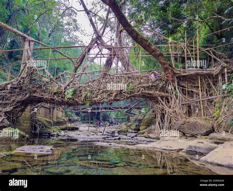 isolated single root bridge naturally made of tree branch from flat angle image is taken at ...