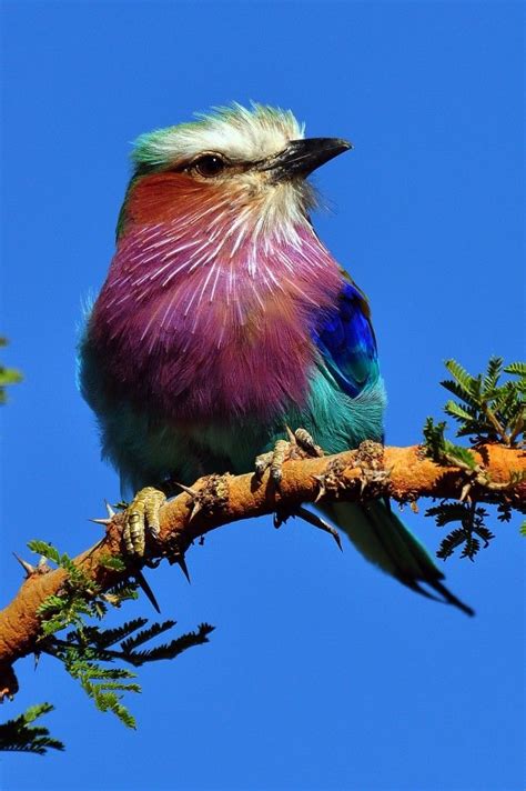 Pretty Birds, Beautiful Birds, Animals Beautiful, Cute Animals, Lilac Breasted Roller, Kinds Of ...