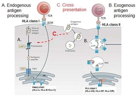 3: Human leukocyte antigen (HLA) and the processing and presentation of ...