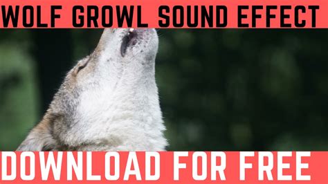 Wolf Growl Sound Effect –The 20 Best Wolves Howling Ringtone (Mp3 Free ...