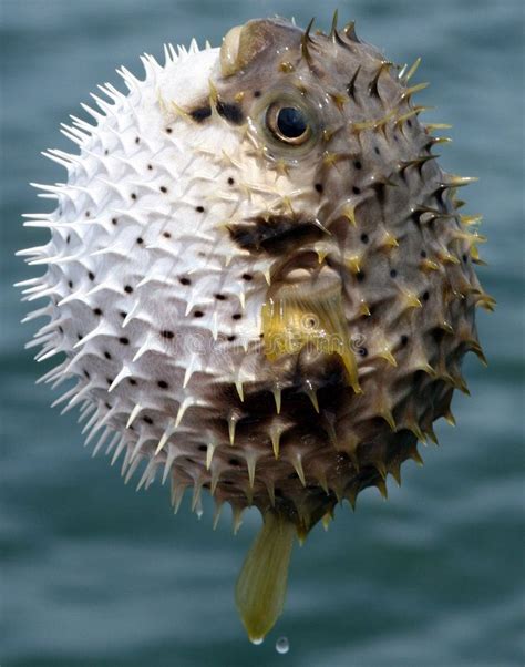 Spiky Fish. Bloated puffer fish from Australia , #AD, #Bloated, #Fish ...