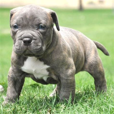 25 best Pitbulls. images on Pinterest | Pit bull, Pit bulls and Red nose pitbull puppies