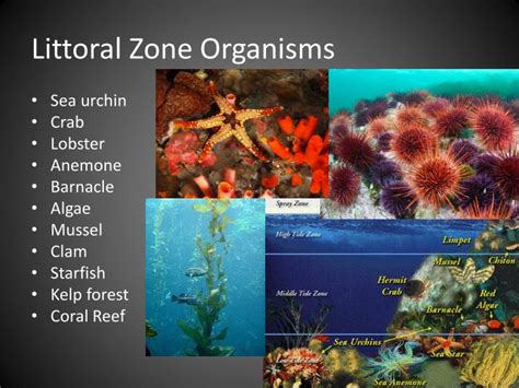 PPT - Ocean Nutrients PowerPoint Presentation - ID:1996485