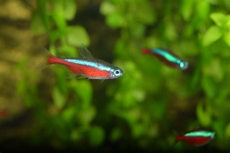 Cardinal Tetra - The Care, Feeding, and Breeding of Cardinal Tetras ...