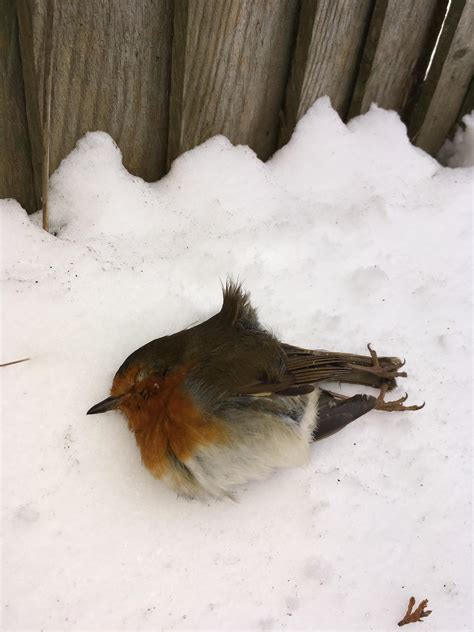 Robin in the Snow : r/morbidlybeautiful