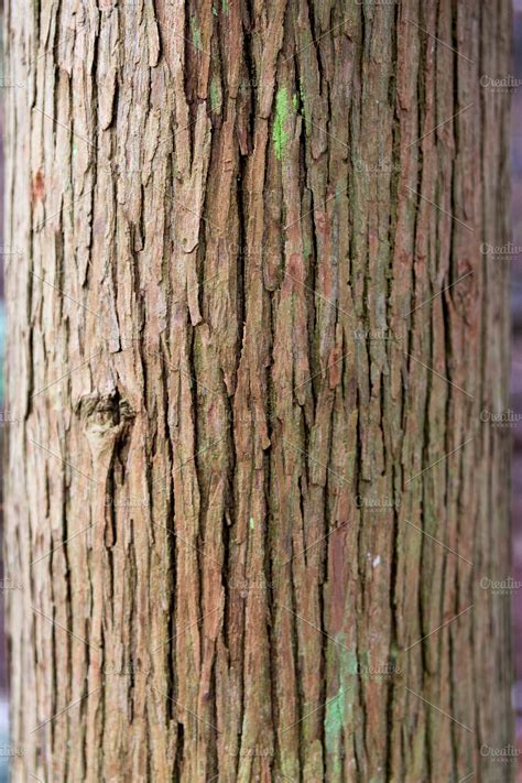 Tree Bark ~ Nature Photos ~ Creative Market