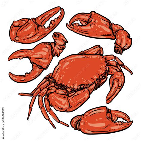 Crab hand draw on white background. Claw Crab doodle vector illu Stock ...