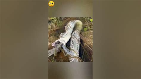 30 feet Anaconda diet...🐍😳😳 #anaconda #hunt #diet #jungle #forest #water #shorts #viral # ...