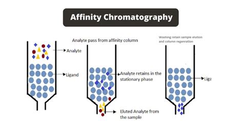 Affinity chromatography - Principle, Types, Steps, Applications ...