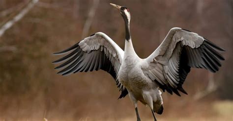 Types of crane birds