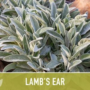 Lamb's Ear Flower Seeds Heirloom Seeds, Silver Carpet Flower ...