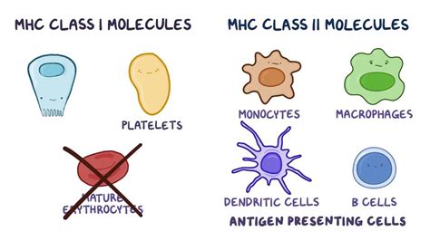 MHC class I and MHC class II molecules: Video | Osmosis