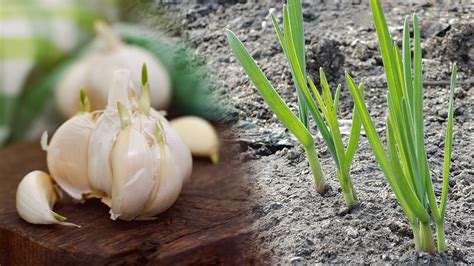 How to plant garlic at home - YouTube