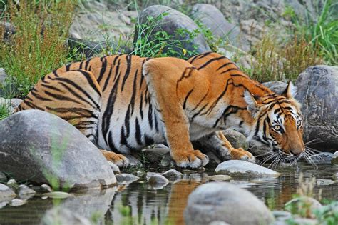 Sundarbans National Park (Official GANP Park Page)