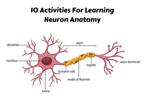 10 Activities For Learning Neuron Anatomy - Teaching Expertise