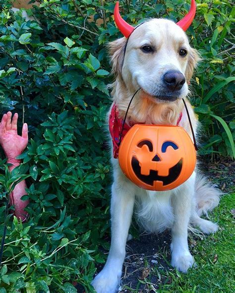 Cooper is ready to go trick or treating! #goldenretriever # ...