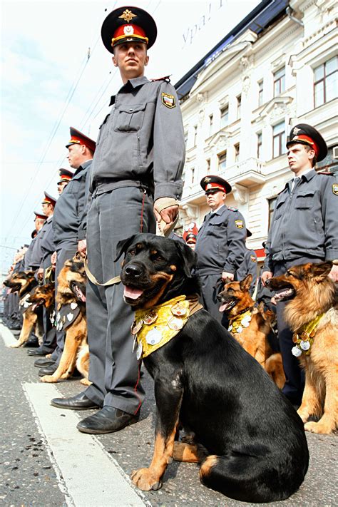 What breeds of dogs serve in the Russian police? - Russia Beyond