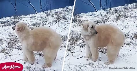 Dog Groomer Transformed Her Pet into a Polar Bear, a Horse, a Dragon, and Even a Peacock