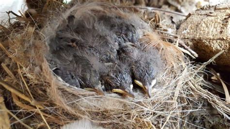 Wild Bird Nest Recording at Wingham Wildlife Park - Animal Experiences ...