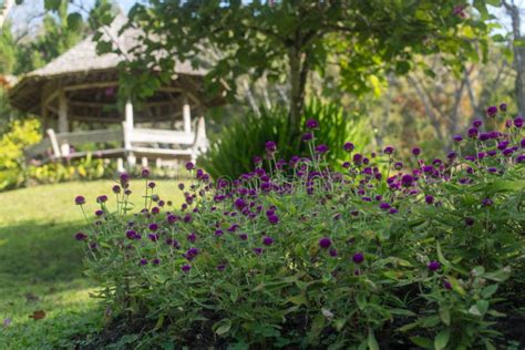 Thai Garden with Plants and Trees, Pavilion Stock Image - Image of summer, outdoors: 72349535