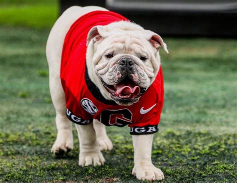 Georgia mascot Uga X to retire; Uga XI, named Boom, to be ‘collared’ at ceremony Saturday - BVM ...