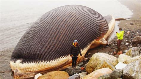 World's 10 BIGGEST ANIMALS Of All Time | Big animals, Animals of the world, Big sea