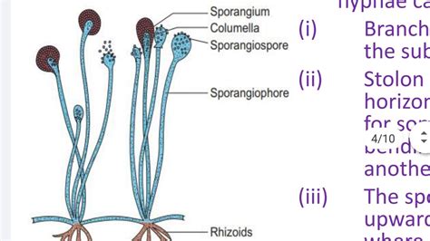 Life Cycle of Rhizopus - YouTube