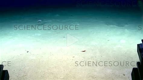 Video Giant Deep-Sea Isopod | Science Source Images