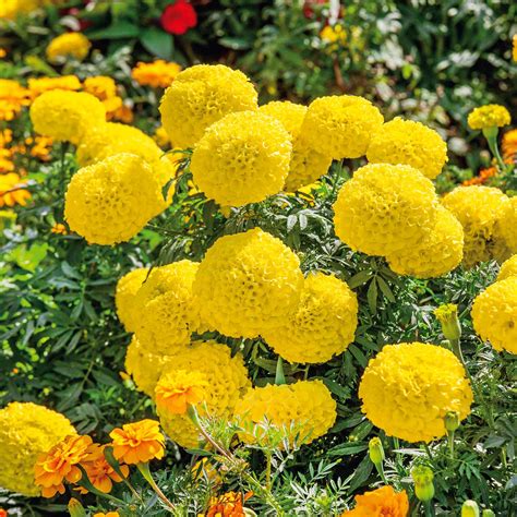 African Marigold Seeds - Mary Helen | Flower Seeds in Packets & Bulk | Eden Brothers