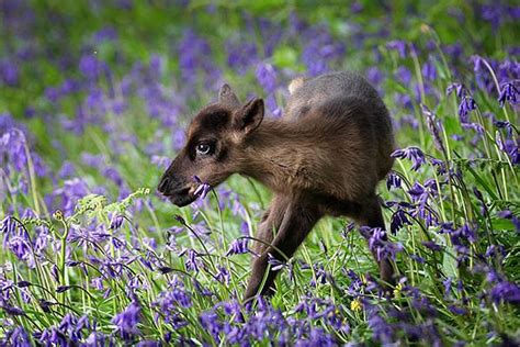 Pin on Wild Animal World