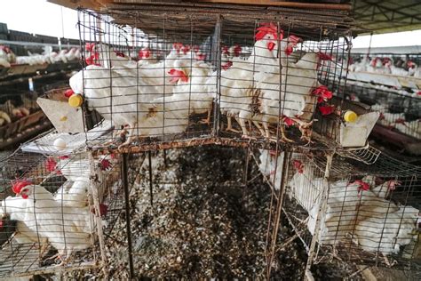 9 Things You Don’t Know About the Egg Industry | Animal Equality