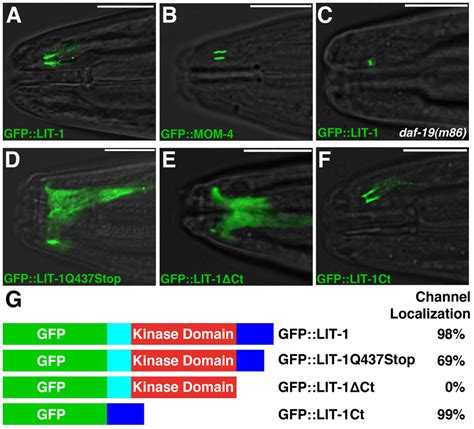 LIT-1 and MOM-4 localize to the amphid sensory compartment. (A–F)... | Download Scientific Diagram