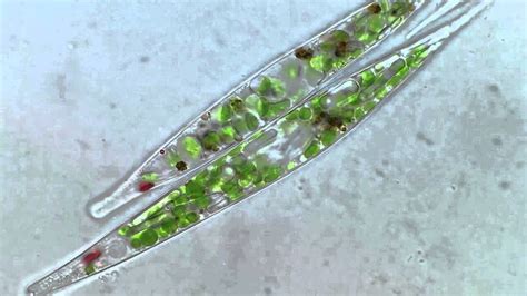 Euglena Acus 2 - BF microscope 1250x - YouTube