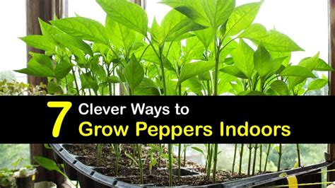 7 Clever Ways to Grow Peppers Indoors