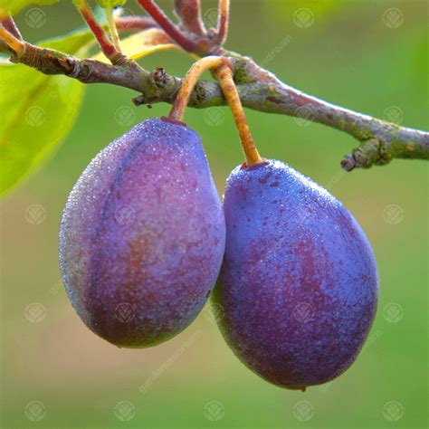 Damson 'Shropshire Prune' | Cooking Damson Tree | Fruit Tree | 4-5ft